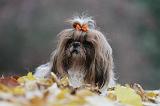 SHIH TZU 204